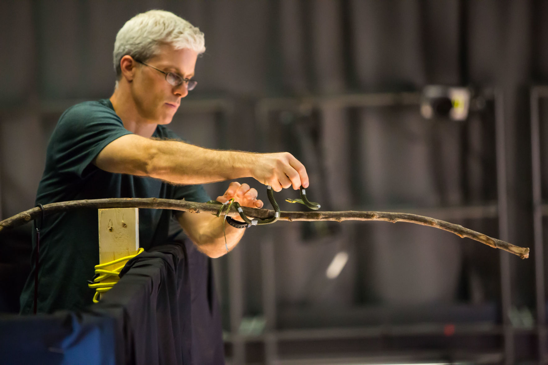 Flying snakes? Here's how they can glide through the air